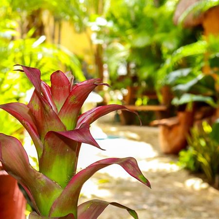 Hotel Bosque Caribe, 5Th Av. Zone Playa del Carmen Eksteriør bilde