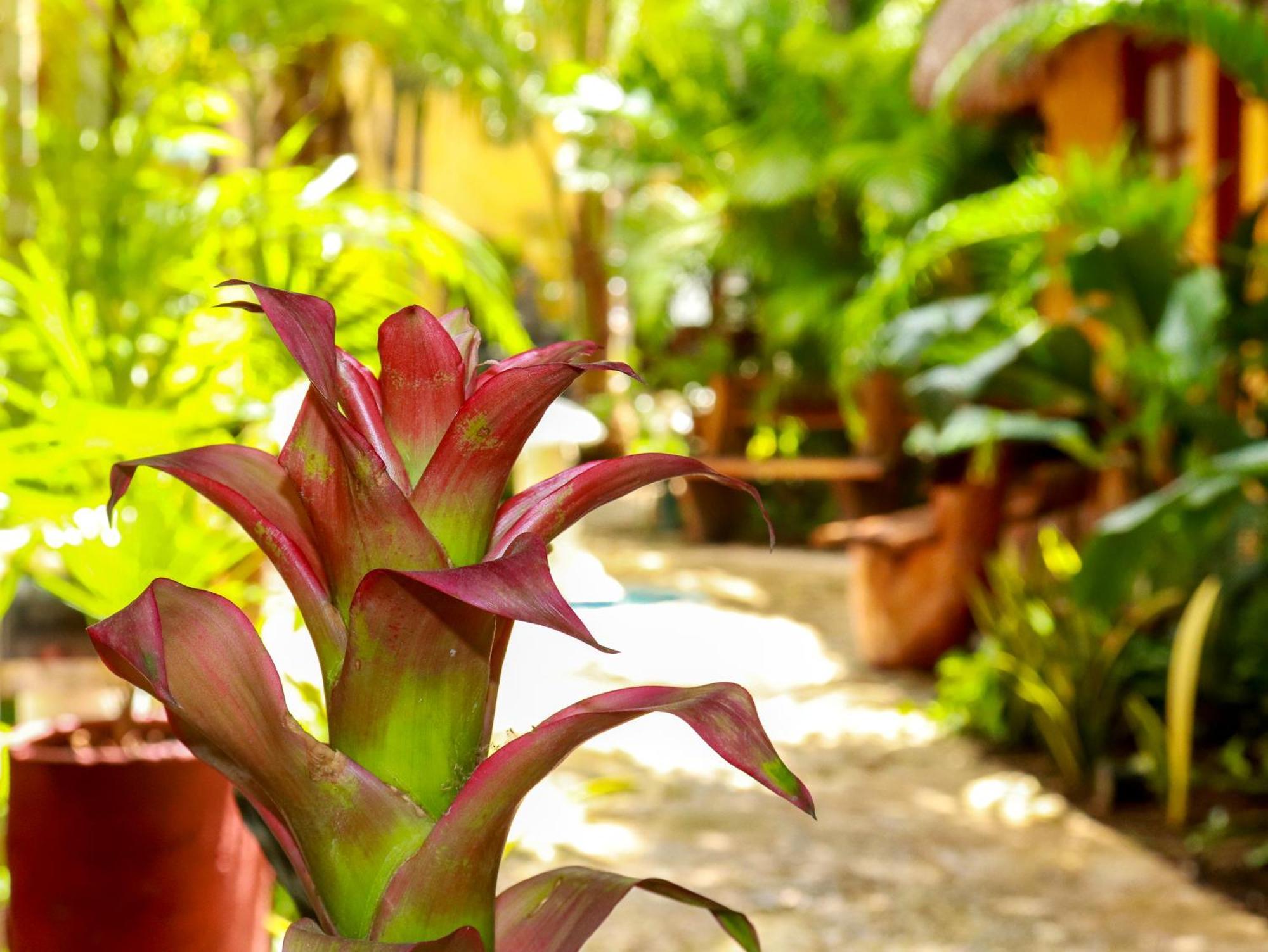 Hotel Bosque Caribe, 5Th Av. Zone Playa del Carmen Eksteriør bilde
